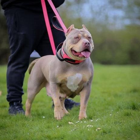 BESTIA DOG SPORT dual handle leash neon pink